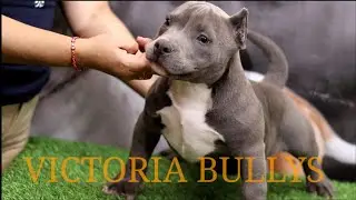 LOS MEJORES CACHORROS REAL AMERICAN BULLY
