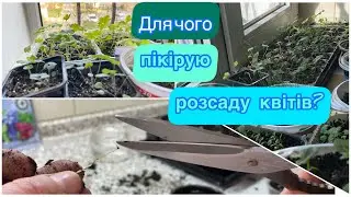 Навіщо пікірую розсаду квітів?//Минуло 2місяці після посіву //Перші сходи німфеї