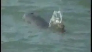 Men guilty in dolphin case