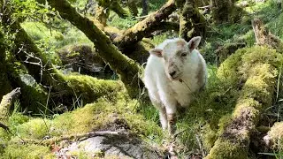 The Adventures Of Toffee The Lamb
