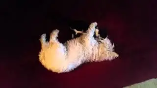 Westie and kitten play fight