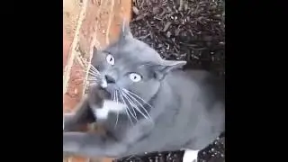 Suara kucing ini bikin gemes
