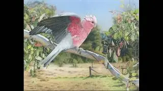 Limited Edition Giclee Prints from bird artist Frances McMahon