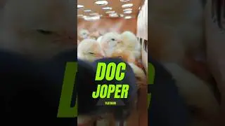 DOC Joper Siap Dikirim 