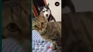 Dog barks... Cat gets mad 😂 #Shorts