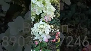 гортензия Даймонд Руж #цветы #дачныйкалейдоскоп #дача  #гортензии