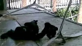 Melbourne Zoo Orangutangs