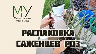Распаковка и посадка саженцев роз
