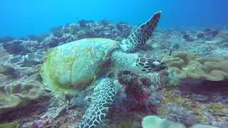 Turtle