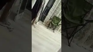 AMAZİNG CAT SERİES:1satisfying video ANİMALS VİDEO Kate Kuray - CUTE ANİMALS - CAT VLOG