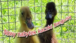 Nowy nabytek kaczki biegusy kurnik z kur wielu