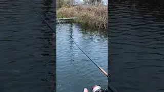 КАКАЯ МОЩНАЯ ПОКЛЕВКА🤯 #pike #pikefishing #shorts #fishing