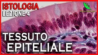IL TESSUTO EPITELIALE (EPITELI DI RIVESTIMENTO) -Istologia Lezione 4