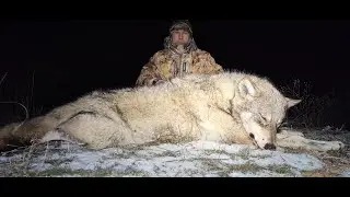WOLF HUNT! WE'VE CAPTURED ANOTHER FROM THE PACK!