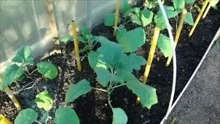 ВЫСАЖИВАЮ БАКЛАЖАНЫ С СЕКРЕТИКОМ!