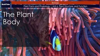 The Plant Body | Plant Form and Physiology | Unit 6. Plant Structure and Function