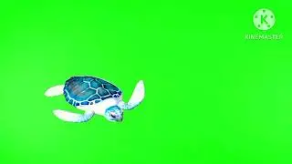 #Turtle