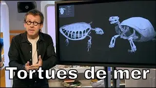 Quelles différences entre les carapaces marines et terrestres ? - C'est Pas Sorcier