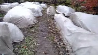 Важно! Что такое воздушно - сухое укрытие и не только. Спорный вопрос. Когда укрывать розы.