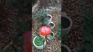 Солнечного настроения Вам на весь день🌹