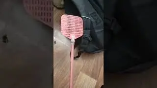 как я захуярил шершня