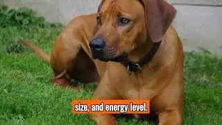 The Rhodesian Ridgeback - Top Personality Traits, Characteristics, and Facts