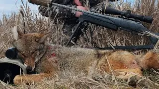Scrappy female comes to the luckyduck howls - Daytime self filmed coyote hunt