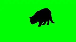 Scary Black Cat - Free Green Screen Effect
