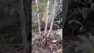 Natureza 💚 Fazendo Uma Caminhada por um Pequeno Riacho 💙🐕🐾🐾🍃💮🪨 🌳🕊️🦋