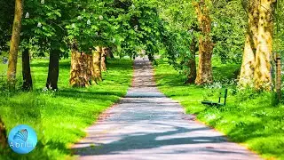 Muzică De Relaxare Divină Ce Echilibrează şi Curăță Complet Energiile Interioare