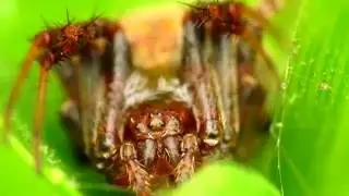 Creepy Spider in Super Macro [1080P HD @ 60 FPS]