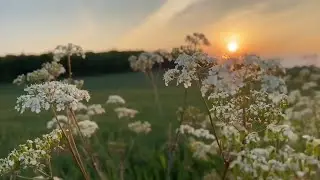 Congratulations - Mac Miller ft. Bilal (legendado)