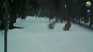 Лисицы  Фотоловушка заповедника Нургуш
