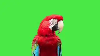 Parrot greenscreen |copyright free video