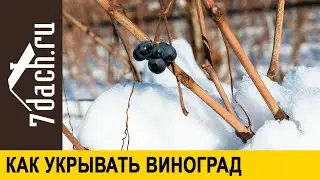 Как, чем и когда укрывать виноград - 7 дач