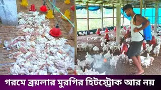 মুরগির হিটস্ট্রোক আর নয়