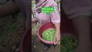 main liat ikan
