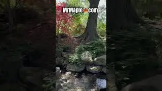 Relaxing Water Feature with Japanese Maples! Cool Garden Ideas #mrmaple #gardenshow #japanesemaple