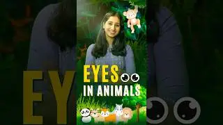 Eyes in Animals #eyes #science #sciencefacts #neet #csirnet #gate #iitjam #cuet #tifr #biology #gate