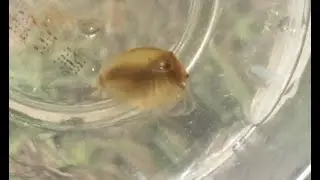 California Clam Shrimp