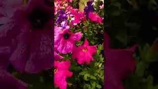 flores em Campos do Jordão #shorts