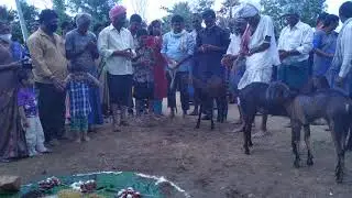 Banjaras sithla panduga datudu panduga festival Latest Video