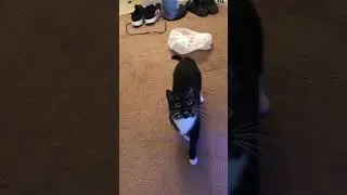 Cat nip mouse attack!