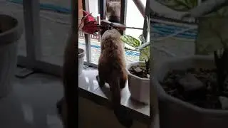 Кошачья противоугонка.