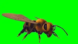 Honey Bee green screen video l Green screen 3D Bee video