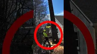 Unique Way to Cut a Tree 🤯