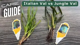 Plant Care Guide: Italian Val vs Jungle Val