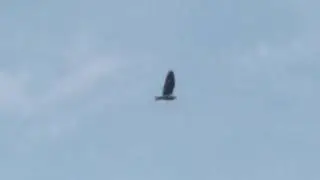 Burung elang terbang