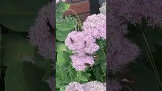 Butterflies love flowers!