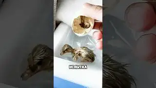 A duck broke an egg, but a man saved the chick 🥚😱 